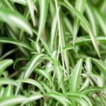 Трава спорыша: фото, полезные свойства и противопоказания