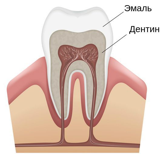 Твёрдые ткани зуба: эмаль и дентин