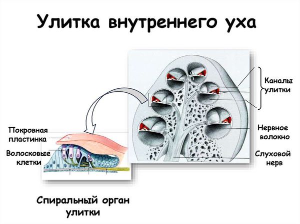 Улитка внутреннего уха: расположение волосковых клеток улитки и волокон слухового нерва
