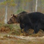 Охота на медведя: увлекательные приключения в дикой природе