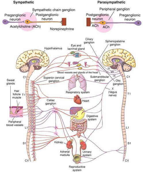 Симпатическая и парасимпатическая нервная система