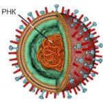 https://dgp1nn.ru/blog/wp-content/uploads/virus-ptichego-grippa-s.jpeg