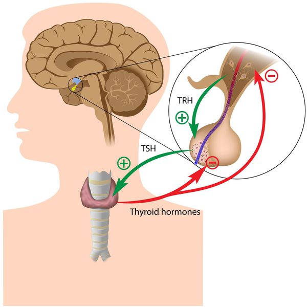Взаимодействие тиреоидных гормонов щитовидной железы с тиреотропным гормоном гипофиза