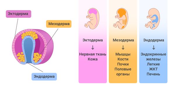 Зародышевые листки: эктодерма, мезодерма и эндодерма