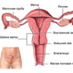 https://dgp1nn.ru/blog/wp-content/uploads/zhenskaya-reproduktivnaya-sistema-s.jpg