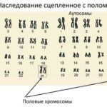 https://dgp1nn.ru/blog/wp-content/uploads/zhenskiy-i-muzhskoy-kariotipy-s.jpg